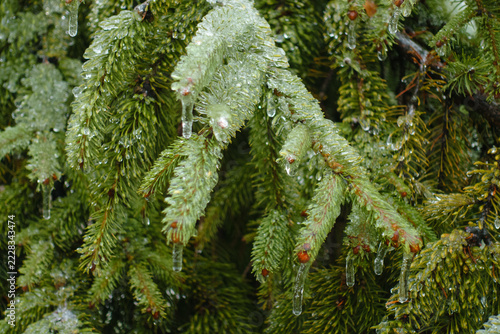 Branches of European spruce covered with clear glaze ice in December