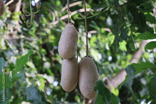 kigelia tree with fruits.Gourd fruit on the tree in the garden,Thailand