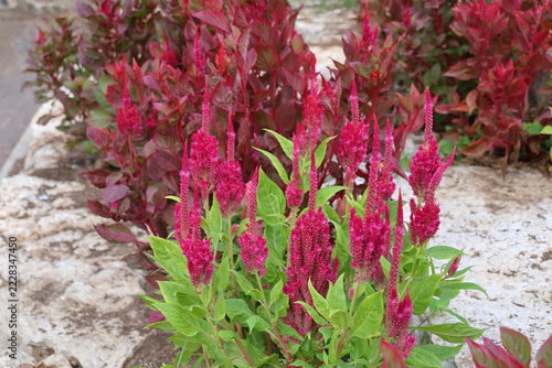 Celosia argentea,Gran Canaria,Spain