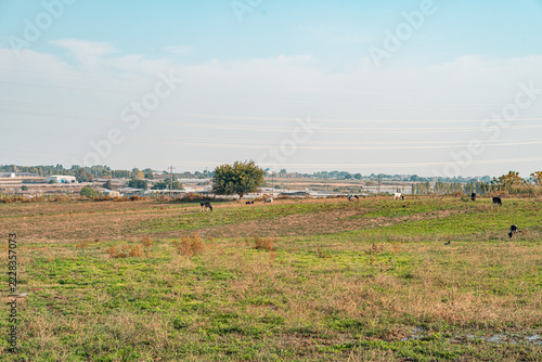A tranquil rural landscape features cows grazing peacefully in a grassy field, with industrial buildings visible in the background. The scene blends pastoral charm with hints of urban development.