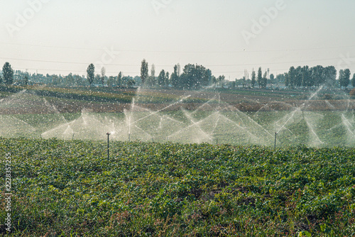 A series of irrigation sprinklers are actively watering a vast green field, creating a misty environment. The sprinklers ensure even water distribution across the crops, promoting healthy growth.