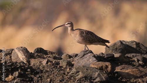 A Hudsonian whimbrel or Hudsonian curlew (Numenius hudsonicus) on a rock off the coast of California