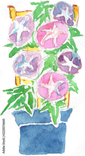 鉢に植えられた朝顔の水彩イラスト