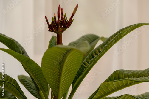 Weiße Plumeria Blüte mit gelber Mitte