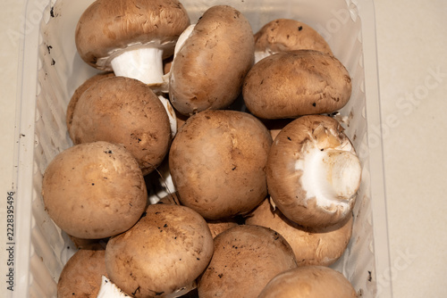 Braune Pilze wachsen in Schale