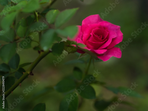 10月に咲いたピンク色のバラの花「マヌウ メイアン」