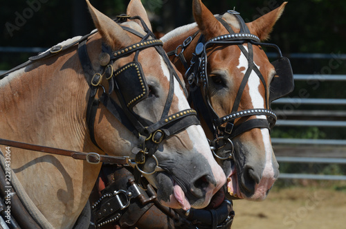 Muscular Draft Horse Pair in Harness for Tractor Pull