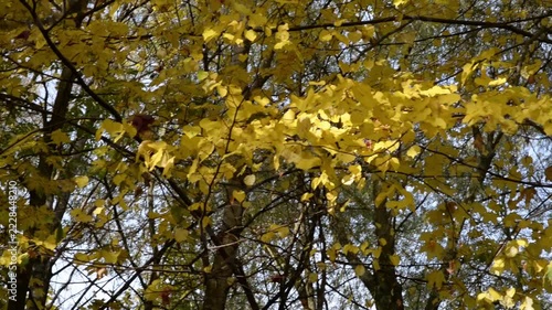 Golden Yellow Autumn Leaves and Dark Tree Branches Against Blue Sky