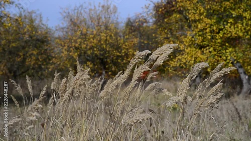 Golden dry autumn reed grass growing outdoors in wild meadow