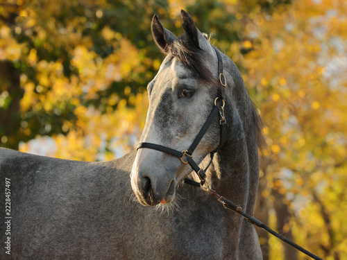Dapple gray horse portrait in autumn stud farm 