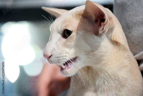 Fotografie Close-up portrait of white oriental shorthair cat with open mouth