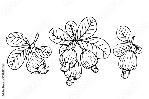 A set of sketches of cashew branches. Vector graphics.