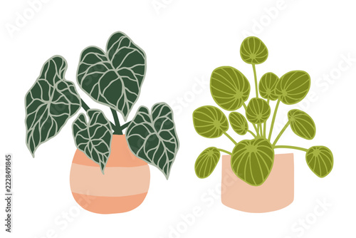 Colorful houseplants and tropical leaves in pots. Vector graphics.