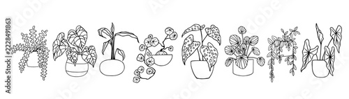A collection of sketches and outlines of various potted houseplants. Vector graphics.