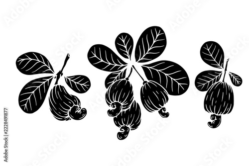 A set of silhouettes and stamps of cashew branches. Vector graphics.