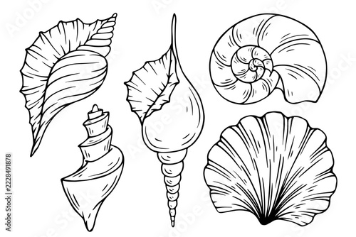 A collection of sketches of decorative seashells. Vector graphics.