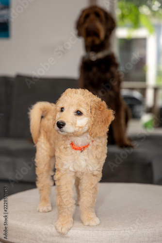 Golden Labradoodle Puppy With Adult Dog Behind