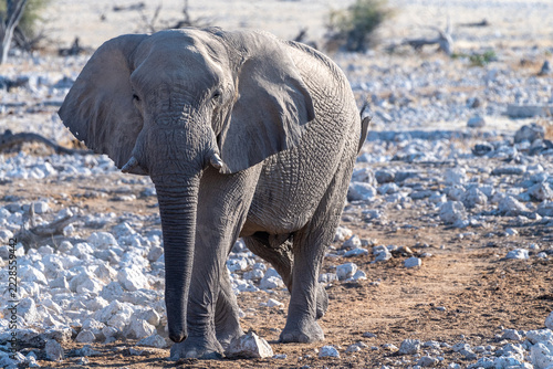 Telephoto shot of one African Elephant -Loxodonta Africana- approaching a waterhole in Etosha National Park, Namibia.