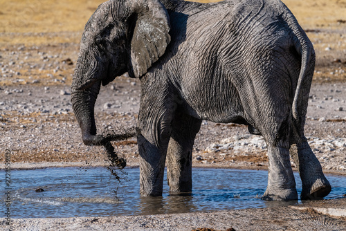 Telephoto shot of one giant African Elephant -Loxodonta Africana- driking from a waterhole in Etosha National Park, Namibia.