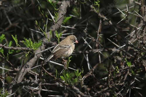 Fotografie Scaly-feathered finch resting in a Karoo Acacia