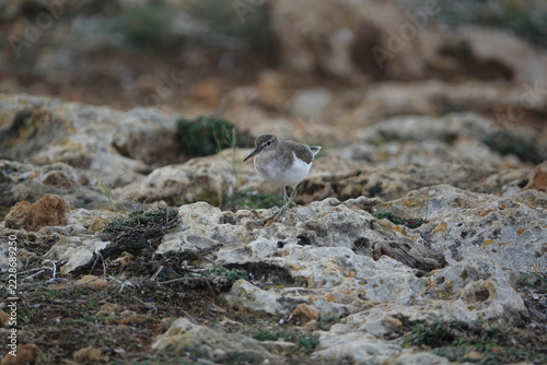 the common sandpiper (Actitis hypoleucos)