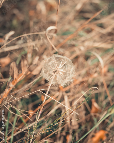 View of a delicate dandelion seed head surrounded by dry withered grass in a meadow in Svitavy, Pardubice Region, Czechia.