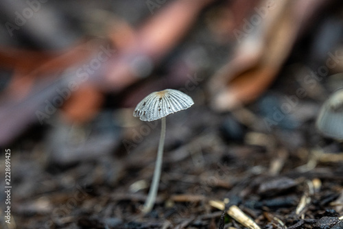 Delicate Wild Mushroom Macro On Forest Floor With Wood Chips And Soft Bokeh