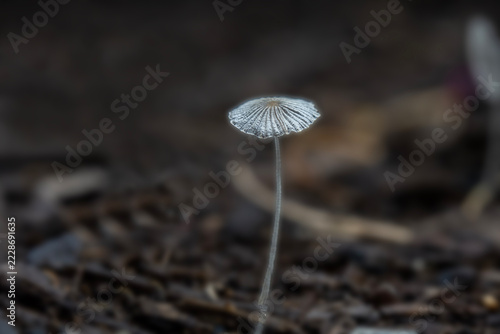 Delicate Single Mushroom Cap Standing on Thin Stem in Dark Forest Floor Macro