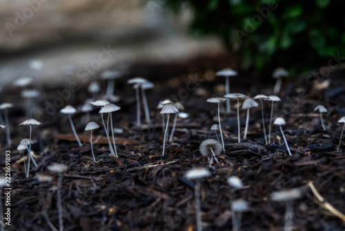 Delicate White Mushrooms Sprouting on Mulch — Close-Up of Tiny Fungi on Forest Floor
