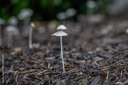 Delicate White Mushrooms Growing in Mulch on Forest Floor With Shallow Depth of Field