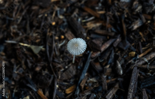 Lonely White Mushroom Growing Among Dark Wood Chips, Top View Minimal Fungi Nature Texture