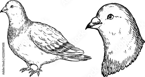 Simple and adorable Pigeon illustration with outlines only in vintage style