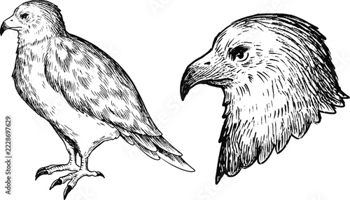 Simple and adorable Eagle illustration with outlines only vintage style