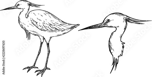 Simple and adorable Little Egret illustration with outlines only in vintage style
