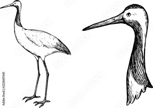 Simple and adorable Red-crowned crane illustration with outlines only vintage style