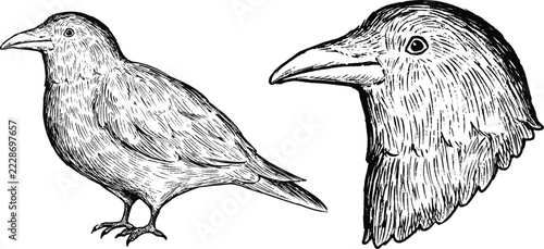 Simple and adorable Crow illustration with outlines only vintage style