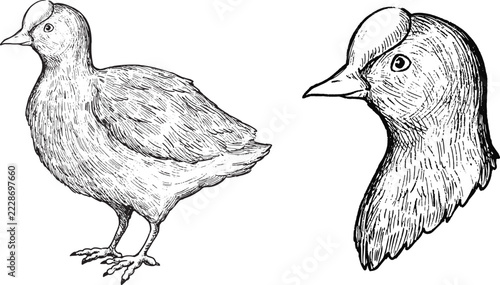 Simple and adorable Fulica atra illustration with outlines only vintage style
