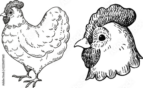 Adorable vintage chicken illustration with outlines only