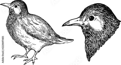 Simple and adorable White Cheeked Starling illustration with only outlines in vintage style