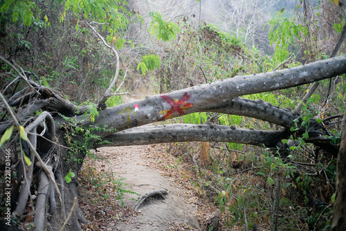 fallen tree on a footpath marked with a cross to indicate that passing is prohibited