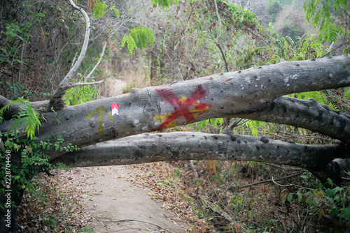 fallen tree on a footpath marked with a cross to indicate that passing is prohibited