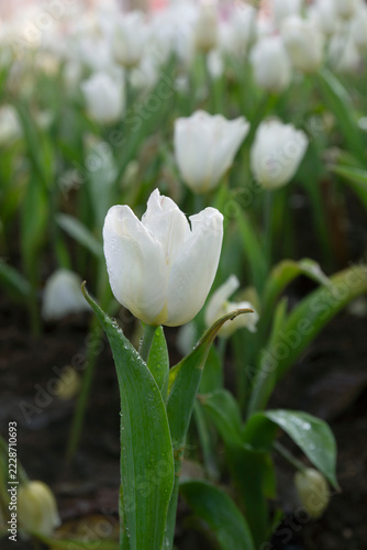 White tulips growing in a flower garden.