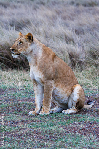 Canvas Print Lioness Sitting Upright At Dusk Masai Mara Kenya