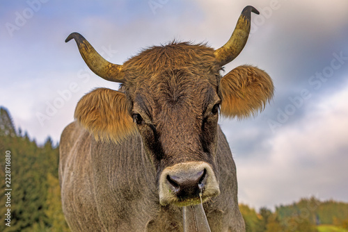 Fotografie Allgäu - Kuh - Stier - Bulle - Rind - Herbst