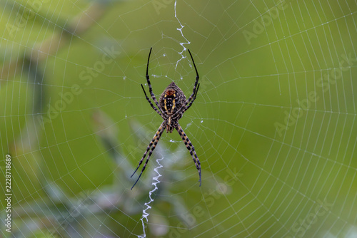 Obraz na plátně Orb weaver spider sitting in the center of its detailed web in nature