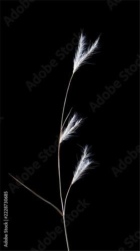 Stem of splitbeard bluestem (Andropogon ternarius), showing distinctive paired seedheads.