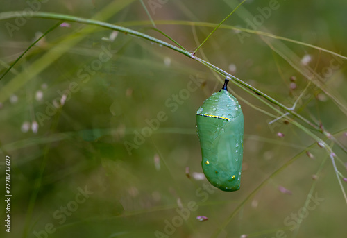 Chrysalis of monarch butterfly (Danaus plexippus) on stem of witchgrass (Panicum capillare) in early autumn in garden in central Virginia.