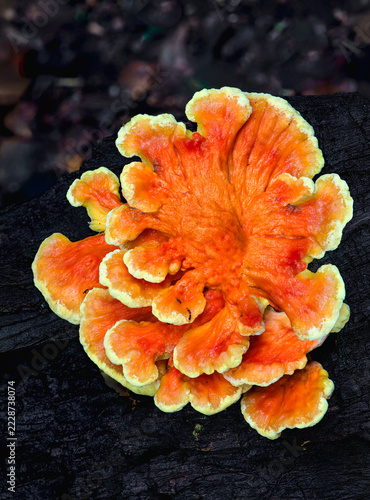 Chicken of the woods (Laetiporus sulphureus) bracket fungus growing on rotting log in forest in central Virginia in early autumn.