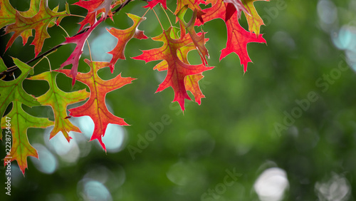 Autumn colorful bright leaves on an oak tree in autumnal park. Fall backgroun...