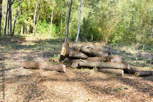 Gathering firewood in the forest. A sawn-up tree trunk is stacked in a pile.